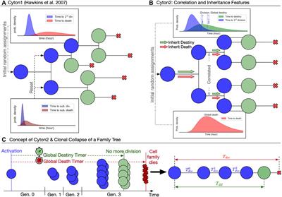Cyton2: A Model of Immune Cell Population Dynamics That Includes Familial Instructional Inheritance